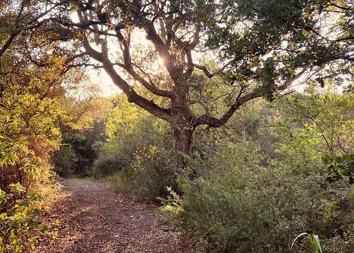 Mas Saint Michel Vives